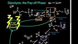 (NEW!) Glycolysis Part 3 4 The Payoff Phase Instructional Video