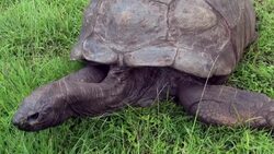 CLEAN : FILE : World's oldest tortoise turns 190(ish) News Clip