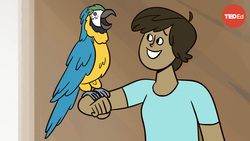 TED-Ed: Why can parrots talk? | Grace Smith-Viduarre and Tim Wright Instructional Video