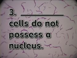 Classifying Monerans and Protists Quiz Instructional Video