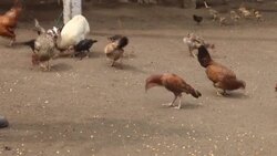 CLEAN : Nicaraguan banana farmers "distressed" after French court rejects toxic pesticide lawsuit News Clip