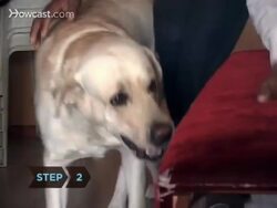 How to Teach an Old Dog New Tricks Instructional Video