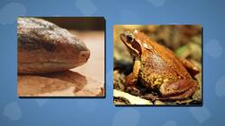 I WONDER - How Do Animals Use Their Tongues? Instructional Video