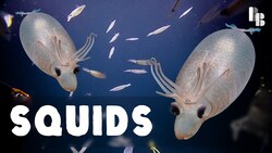 Living Soap Bubbles With Tentacles Instructional Video