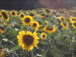 Investigating Heredity: Introduction Instructional Video