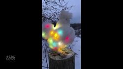 #TheMoment a Canadian farm lit up a chicken for Christmas News Clip