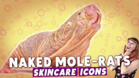 Why Naked Mole-Rats Look Like...That.