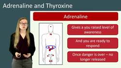 Adrenaline and Thyroxine: Hormones and their Effects on the Body Instructional Video