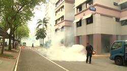 Genetically Altering Mosquitoes to Reduce the Spread of Dengue Fever Instructional Video