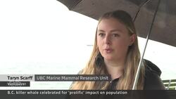 'Prolific' orca matriarch presumed dead News Clip