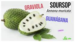 This Fruit Could Treat Parkinson's... Even Though It Causes Parkinson's Symptoms Instructional Video