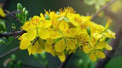 Asian New Year Celebrations: Customs and Traditions Across Cultures Instructional Video