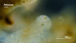 The Microbe That's Big Enough to Pet Instructional Video