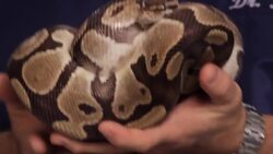What Big Snakes Make Good Pets? Instructional Video