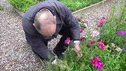 Lib Dems leader Sir Ed Davey makes flower bouquets in Shropshire News Clip