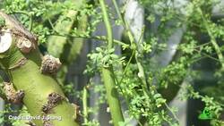 Why Doesn’t the Palo Verde Tree Need Water? Instructional Video