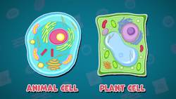 I WONDER - What Are The Different Types Of Cells? Instructional Video