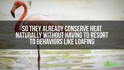 Why Do Flamingos Stand on One Leg? Instructional Video