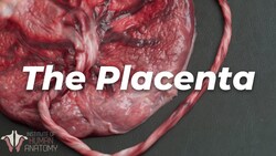 Let’s Look at a Real Placenta Instructional Video