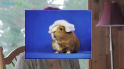 Fuzzberta - Instagram Hero - The Guinea Pig Models Handmade Costumes Instructional Video