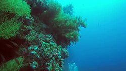 Under the sea Stock Footage