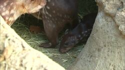Meet Paisly, This Cute Lowland Paca Piglet Instructional Video