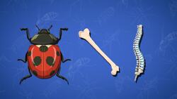 I WONDER - Why Are Spiders Not Insects? Instructional Video