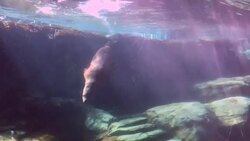 Sealions swimming in an aquarium Stock Footage