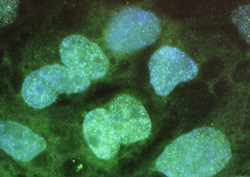 What is a Cell? - Life’s Building Blocks Instructional Video