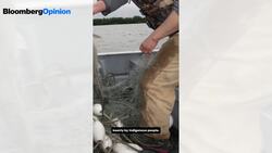 The True Cost of Your Salmon Entree News Clip