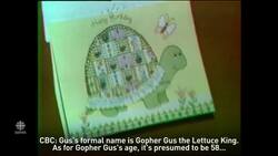 As Gus the tortoise celebrates his 103rd birthday we look back at his 58th in 1980 News Clip