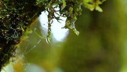 Slow motion of waterdrop on green moss Stock Footage