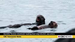 Harmful 'forever chemicals' making their way into B.C. sea otters News Clip