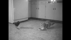 Crow Pete is a rare family pet and a rival match with the family pet cat News Clip