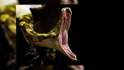 Science Kids: Snakes Instructional Video