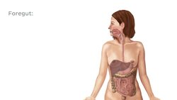 Arteries of the pancreas, duodenum and spleen Instructional Video