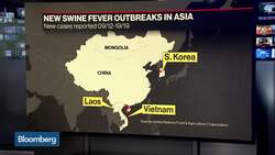 Why Is African Swine Fever Difficult to Control? News Clip