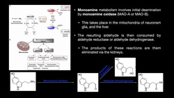 Silence of the Lambs Joke | Liver, Fava Beans, & a Nice Chianti EXPLAINED Instructional Video