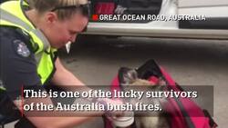 Aussie police rescue koala in Great Ocean Road News Clip