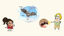 Discovering Mammals Instructional Video