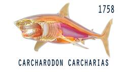 021 Great White Shark - One Minute History Instructional Video