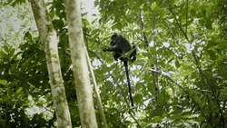 The Secret Life of Raffles Banded Langur Instructional Video