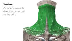Platysma Instructional Video