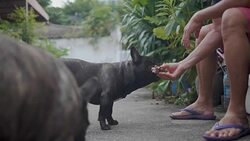 Senior Asian man feed food to french two bulldog. Concept: a parodist dog, favorite animals, true friends, a dog's pedigree, a friend's dog, a small wool, play Stock Footage