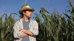 Portrait of pensive serious farmer in corn field Stock Footage