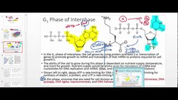 Interphase and Regulation of Cell Cycle by CDKs and Cyclin Instructional Video