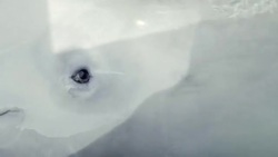 Beluga whales in holding pen before release News Clip