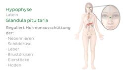 Endokrines System Instructional Video