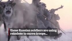 Russian soldiers use reindeer to pull sleds News Clip