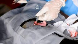 Vet doing the operation for sterilization. The cat on the operating table in a local clinic. Cat in a veterinary surgery , Stock Footage